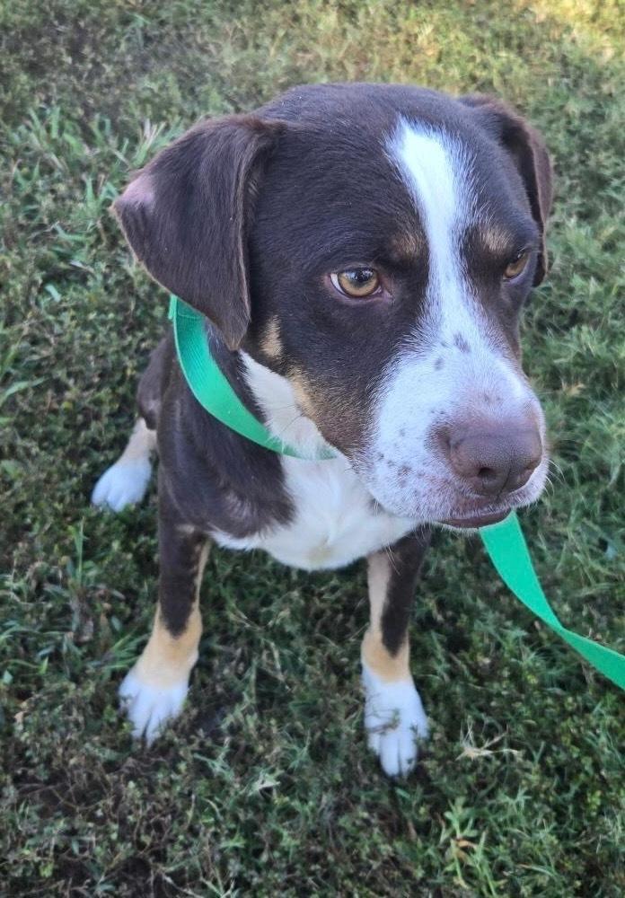 Enlarge Tucker, a Adoptable mixed breed in Paramus, NJ image 2/6