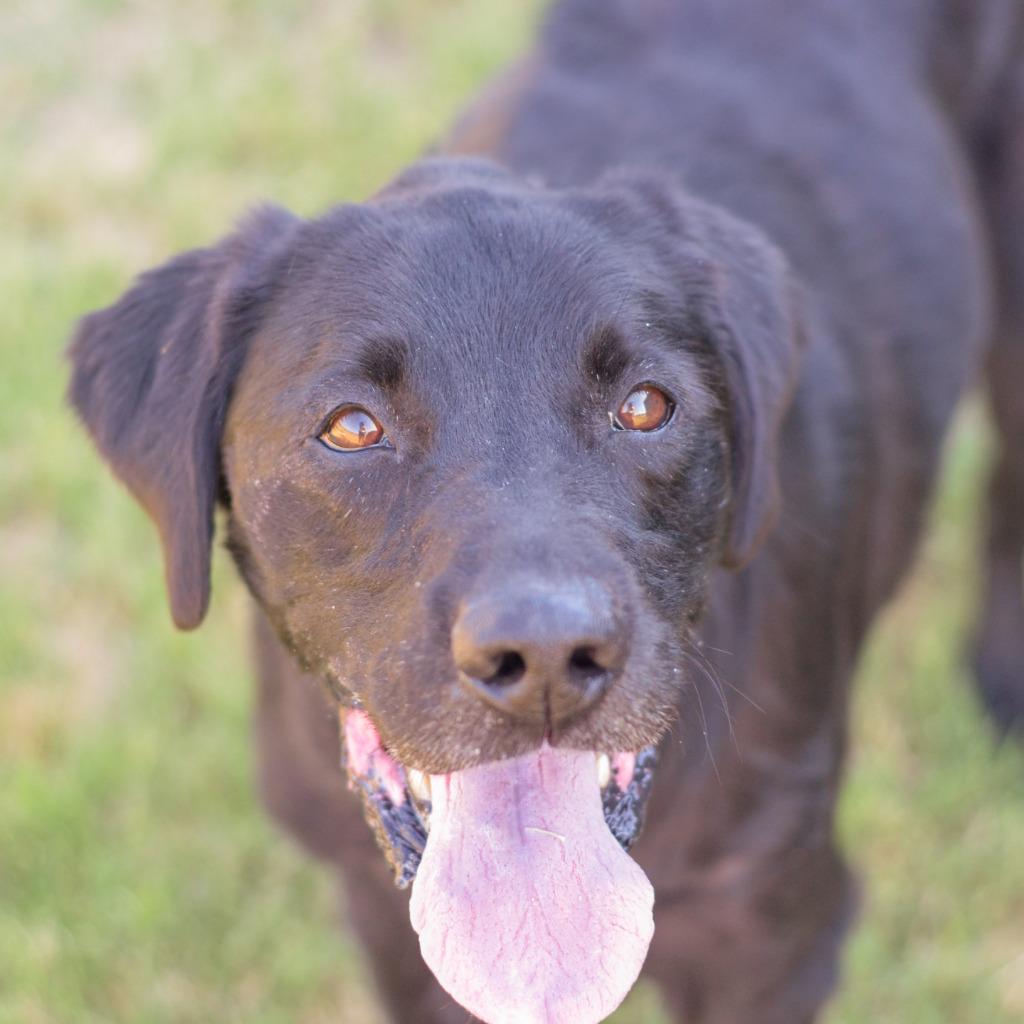 Mavvy, Adoptable, Senior Male Black Labrador Retriever & Flat-Coated Retriever.