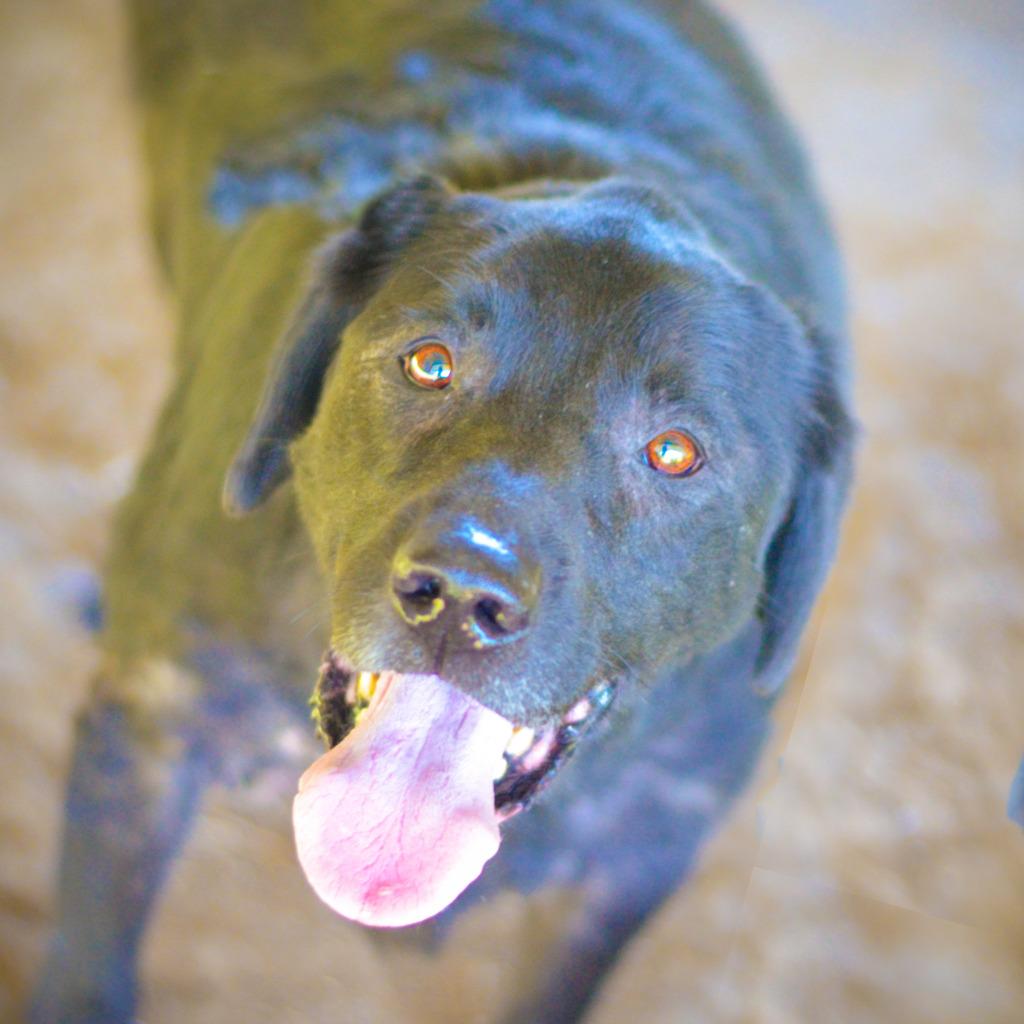 Enlarge Mavvy, a Adoptable mixed breed in Quinlan, TX image 2/2