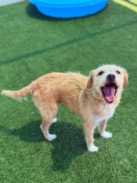 NANI, Adoptable, Senior Female Terrier & Mixed Breed.
