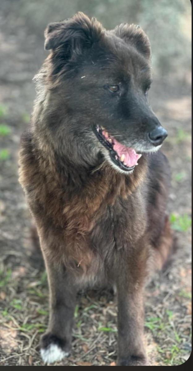 Enlarge Raven, an adopted mixed breed in Katy, TX image 5/5