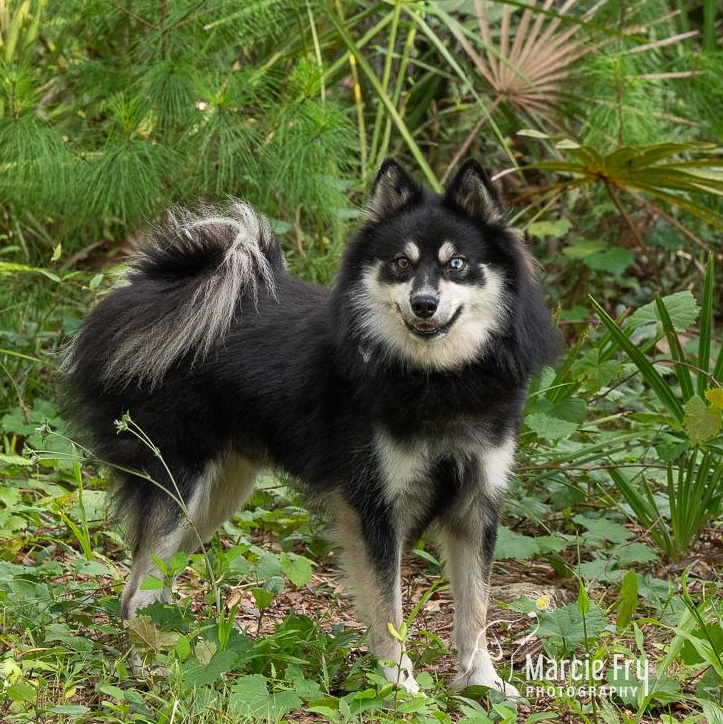 Enlarge Bobo, a ADOPTABLE mixed breed in Lake Helen, FL image 1/1