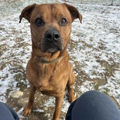 Chief, a Adoptable mixed breed in Indianapolis, IN image 1/6