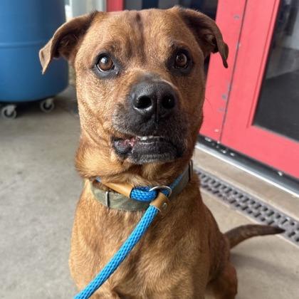 Chief, a Adoptable mixed breed in Indianapolis, IN image 2/6