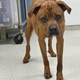 Chief, a Adoptable mixed breed in Indianapolis, IN image 3/6
