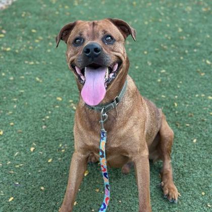 Chief, a Adoptable mixed breed in Indianapolis, IN image 4/6