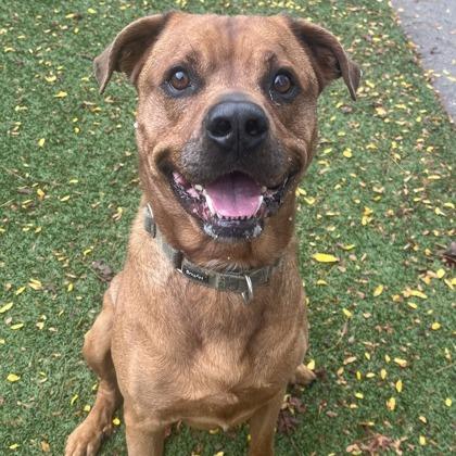 Chief, a Adoptable mixed breed in Indianapolis, IN image 5/6