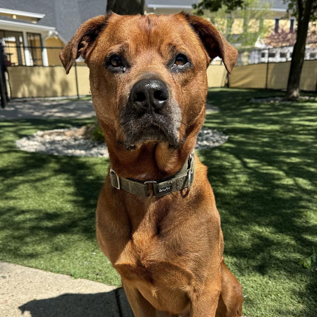 Chief, a Adoptable mixed breed in Indianapolis, IN image 6/6