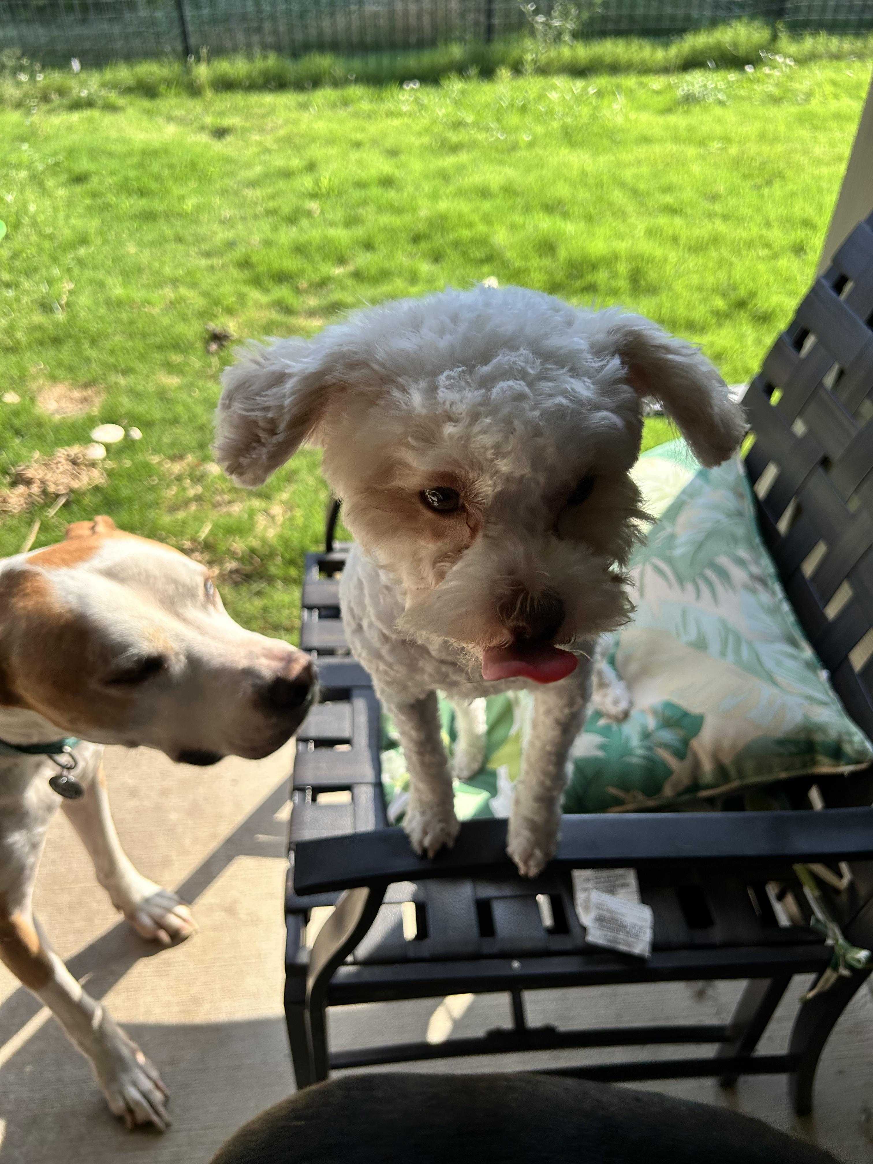 Tymberlee, Adoptable, Adult Female Poodle.