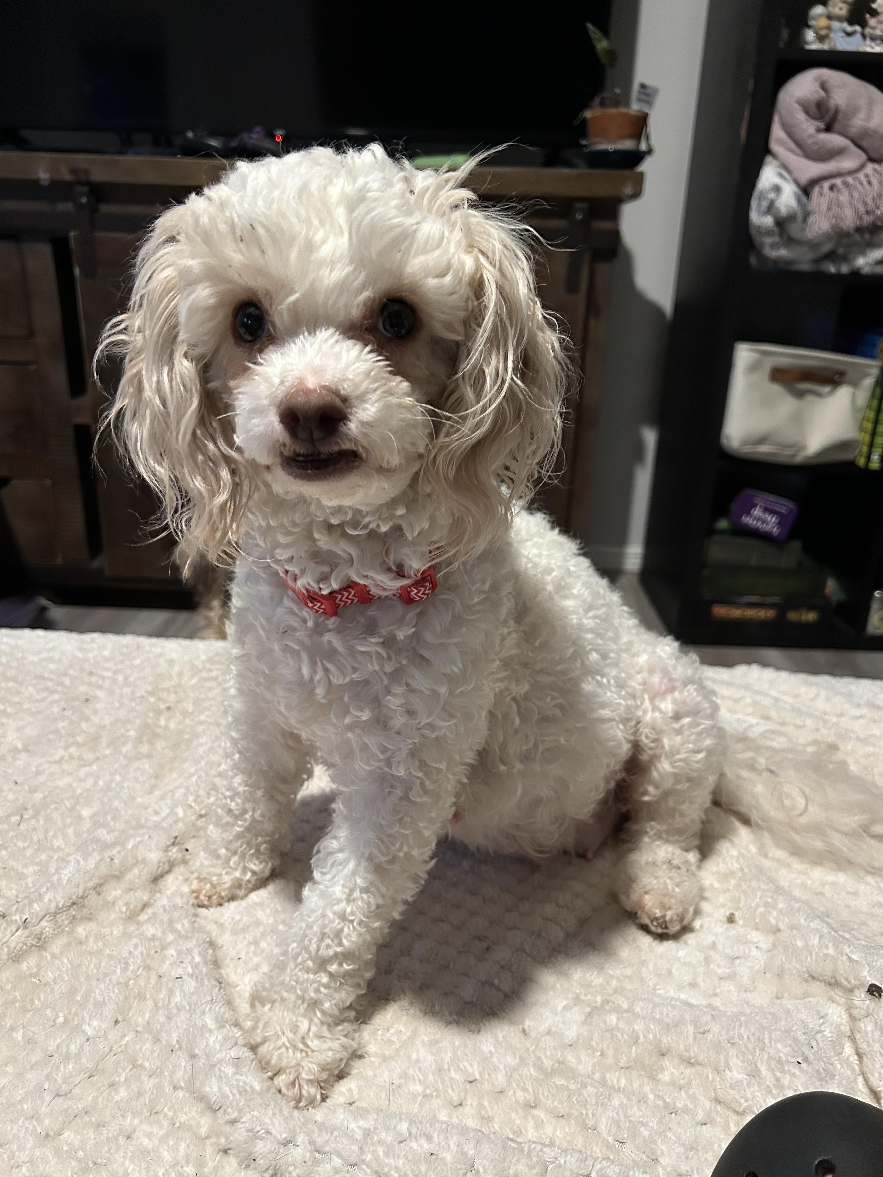 Tymberlee, Adoptable, Adult Female Poodle.