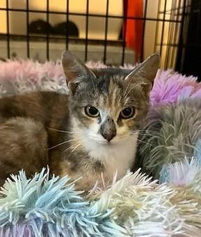 Piper, an adoptable Dilute Calico in Coalhurst, AB, T0L 0V0 | Photo Image 1