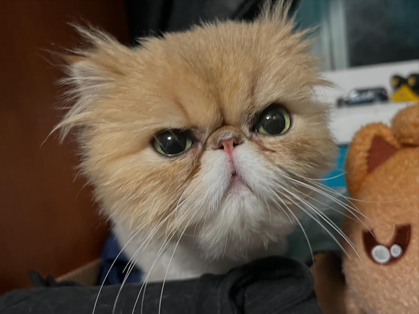 Clementine, Adopted, Adult Female Persian.