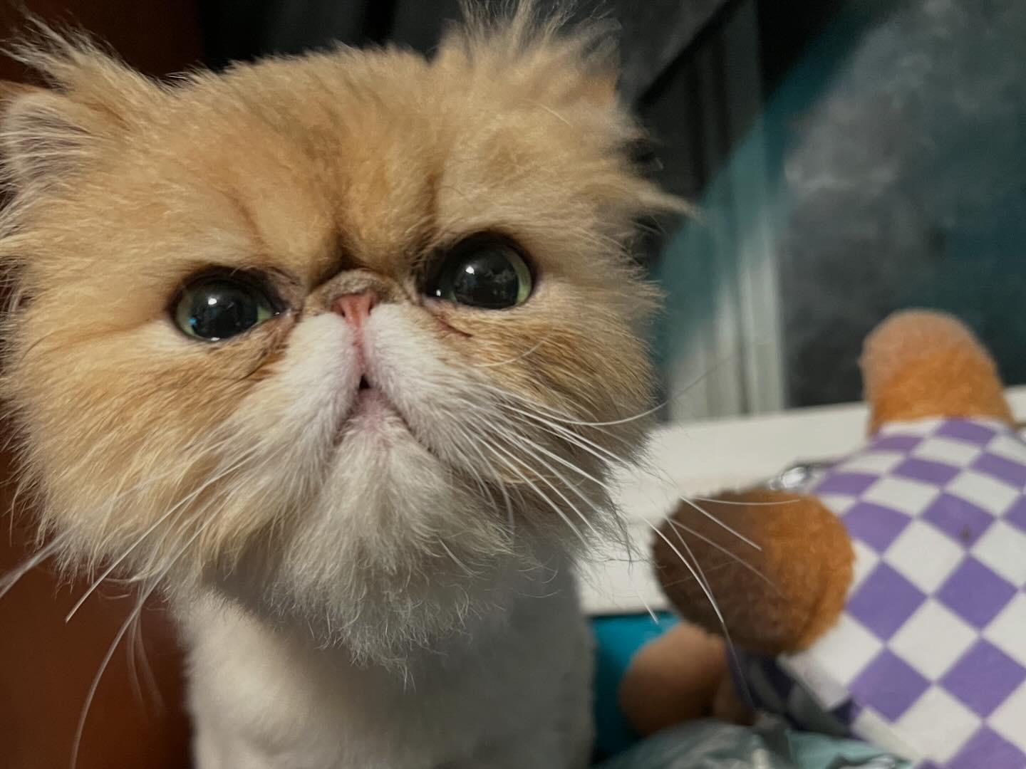 Clementine, a Adopted mixed breed in La Puente, CA image 4/4