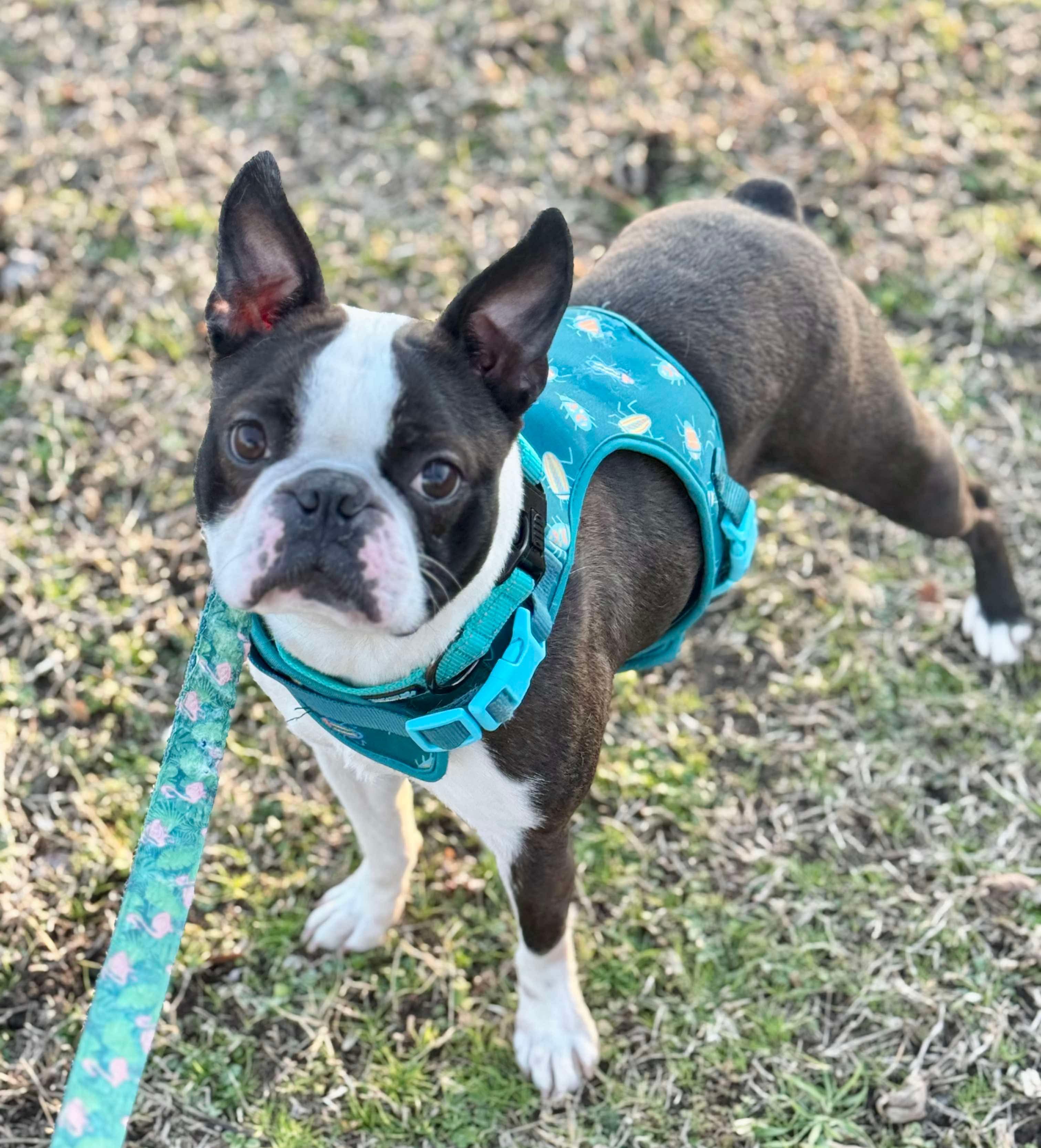 Enlarge Buddy James, a Adoptable mixed breed in Muskogee, OK image 3/6