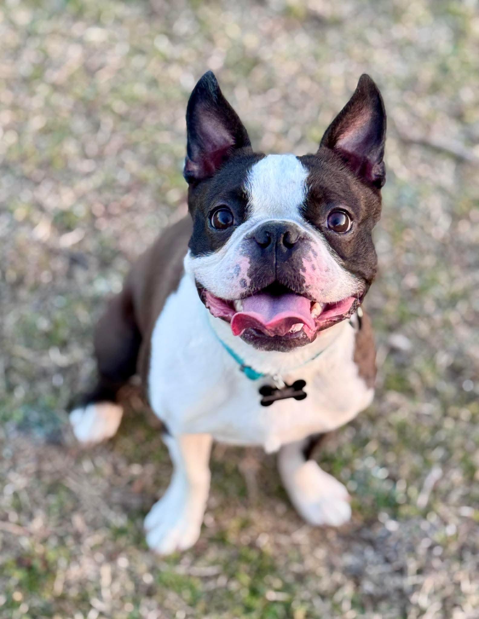 Enlarge Buddy James, a Adoptable mixed breed in Muskogee, OK image 4/6