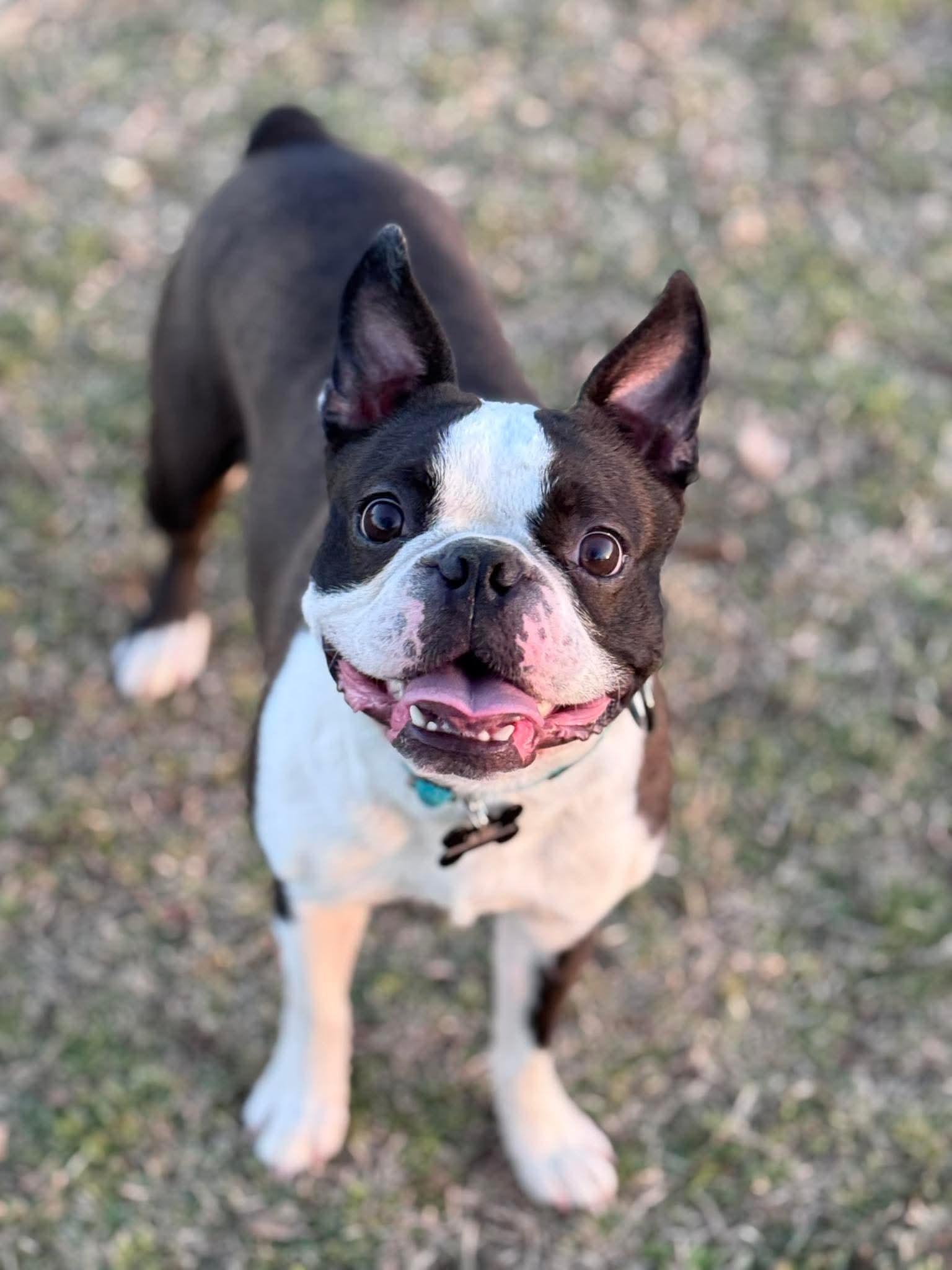 Enlarge Buddy James, a Adoptable mixed breed in Muskogee, OK image 6/6