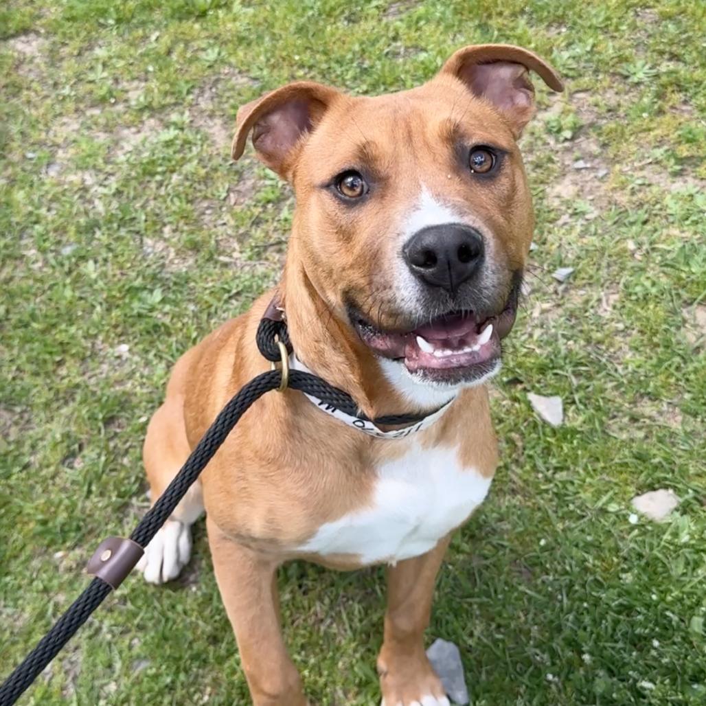 Mork — thumbnail 3