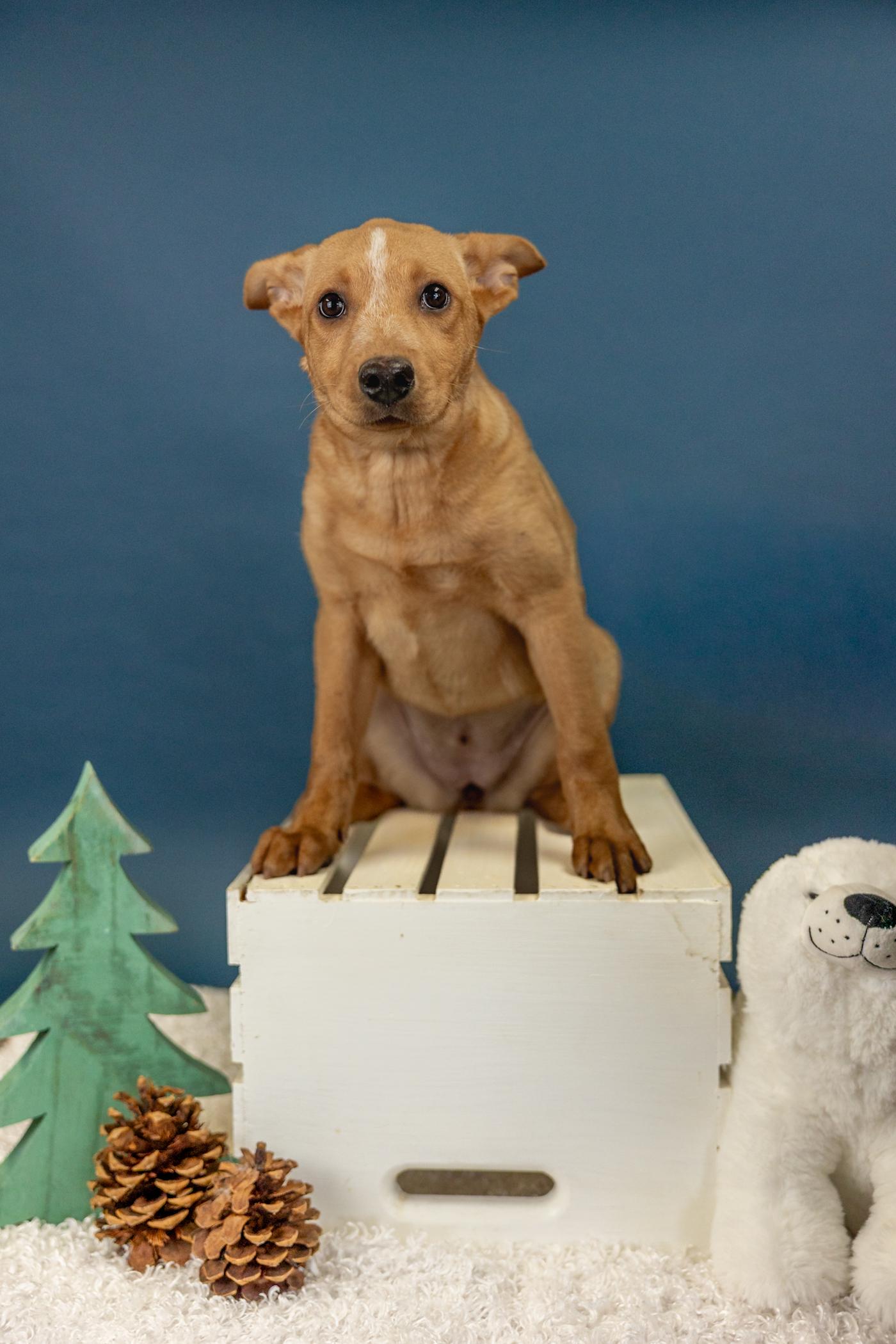 17-25 Flannel, ADOPTABLE, Young Female Labrador Retriever.