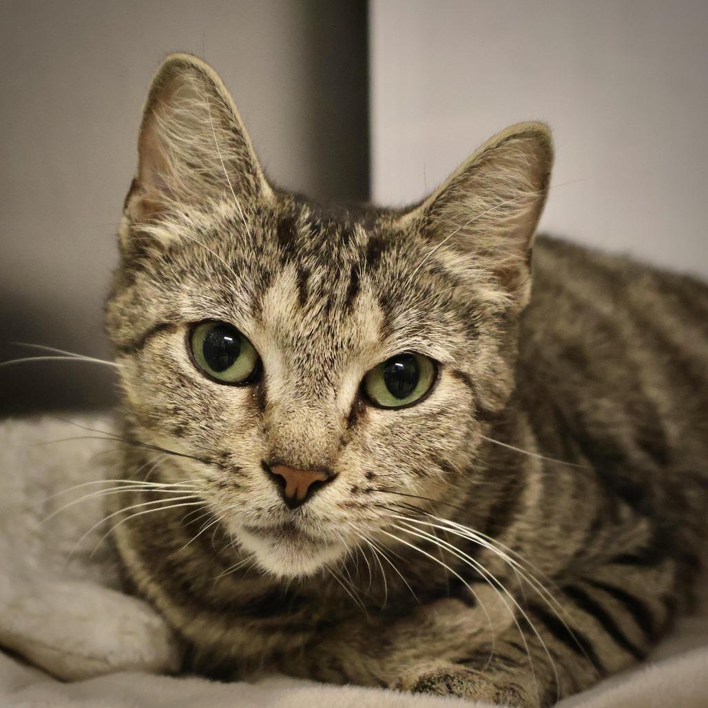 Jenny, a Adoptable Domestic Short Hair in Briarcliff Manor, NY image 1/5