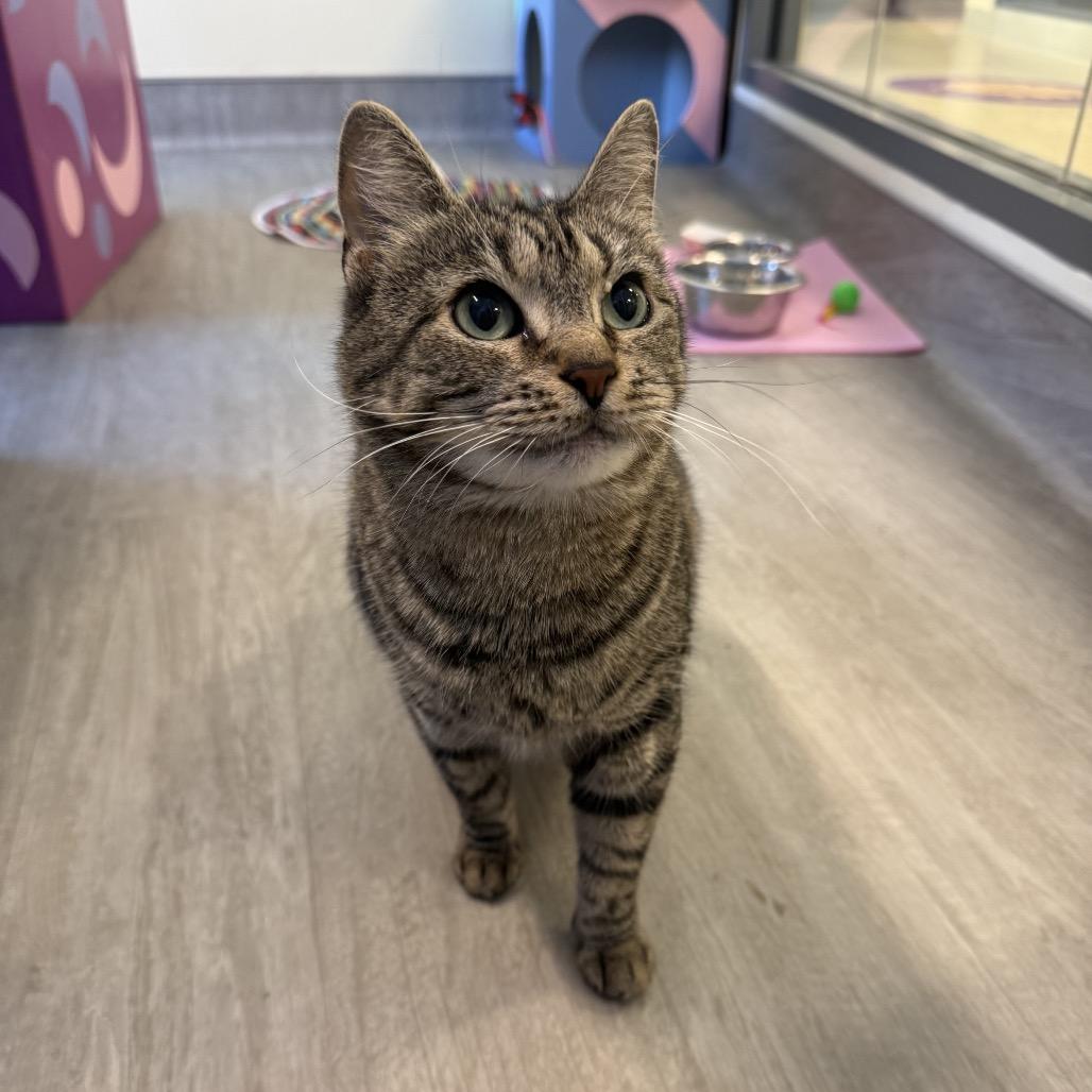 Jenny, a Adoptable Domestic Short Hair in Briarcliff Manor, NY image 2/5