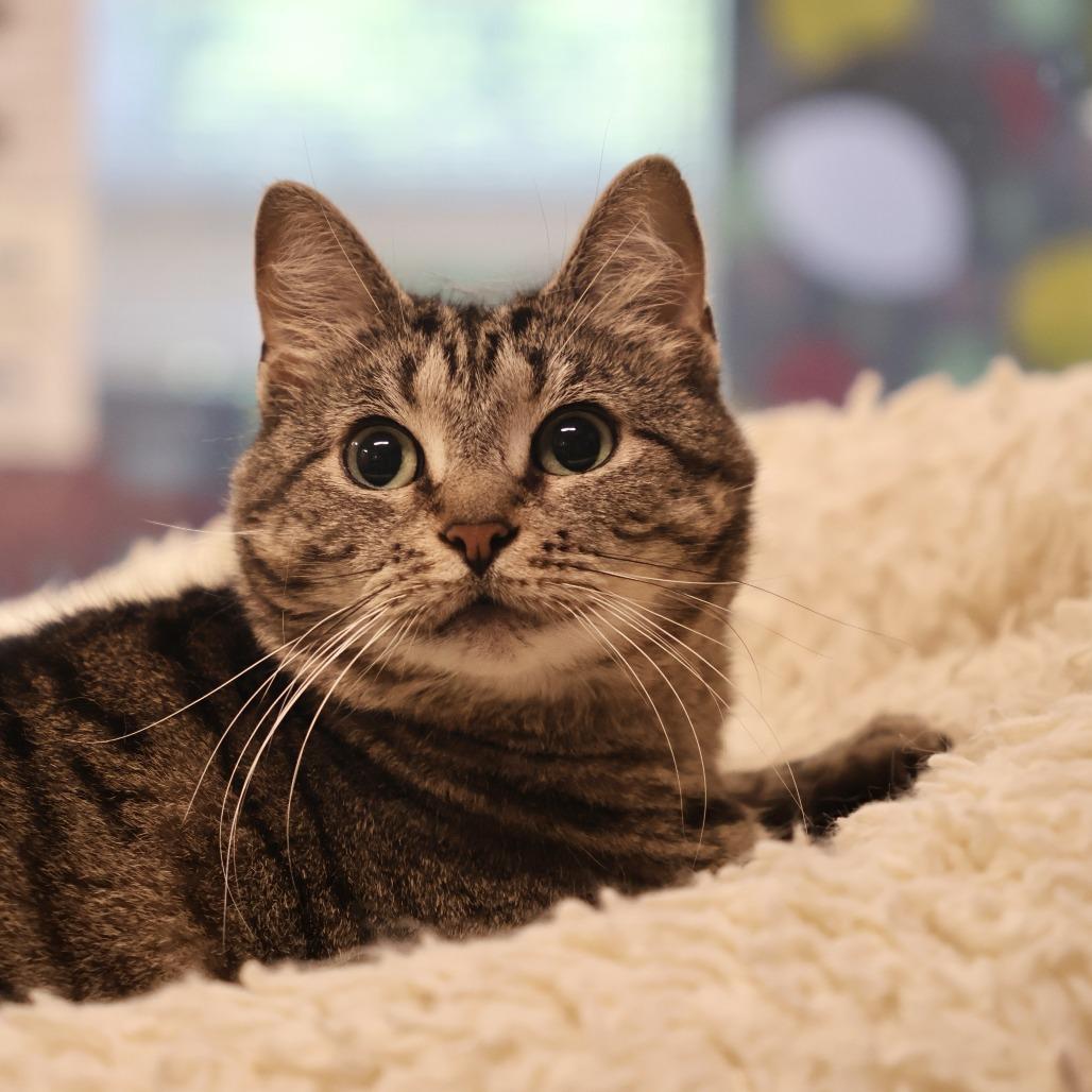 Jenny, a Adoptable Domestic Short Hair in Briarcliff Manor, NY image 3/5