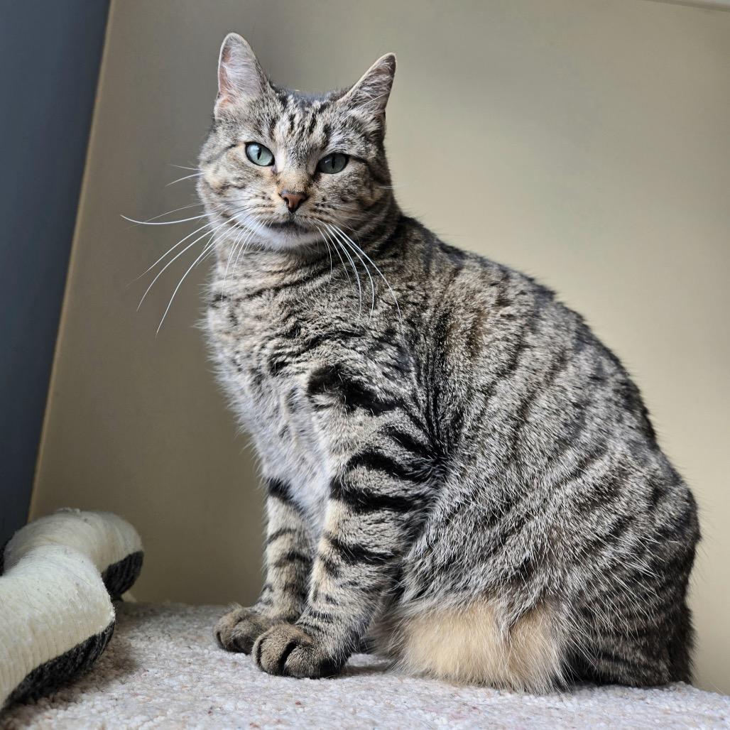 Jenny, a Adoptable Domestic Short Hair in Briarcliff Manor, NY image 4/5