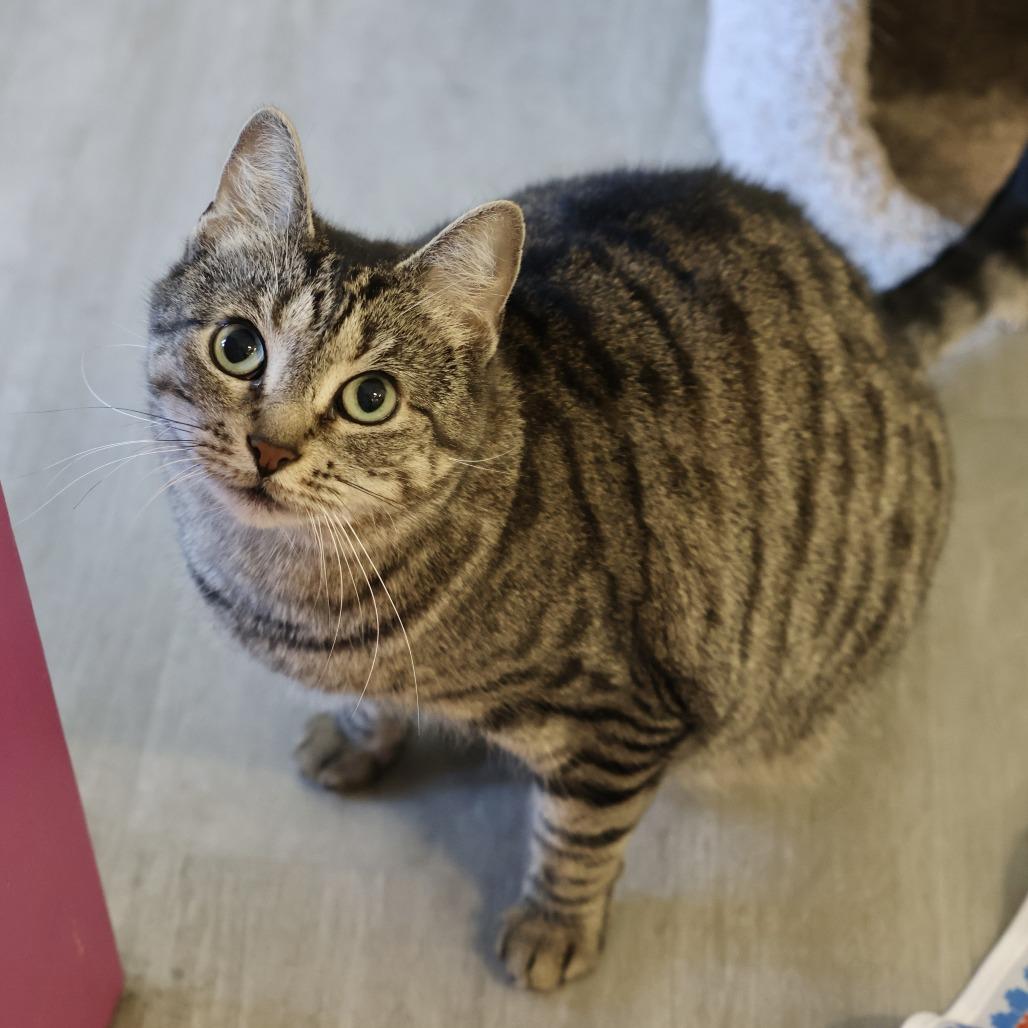 Jenny, a Adoptable Domestic Short Hair in Briarcliff Manor, NY image 5/5