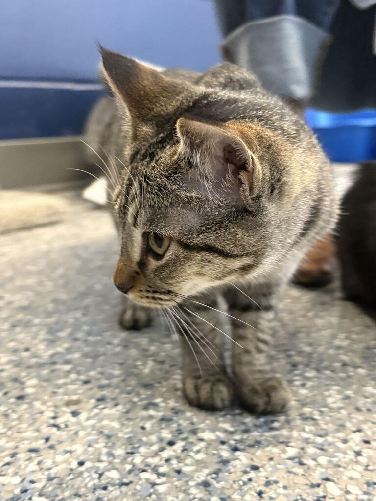 CANDACE, Adoptable, Kitten Female Domestic Short Hair.