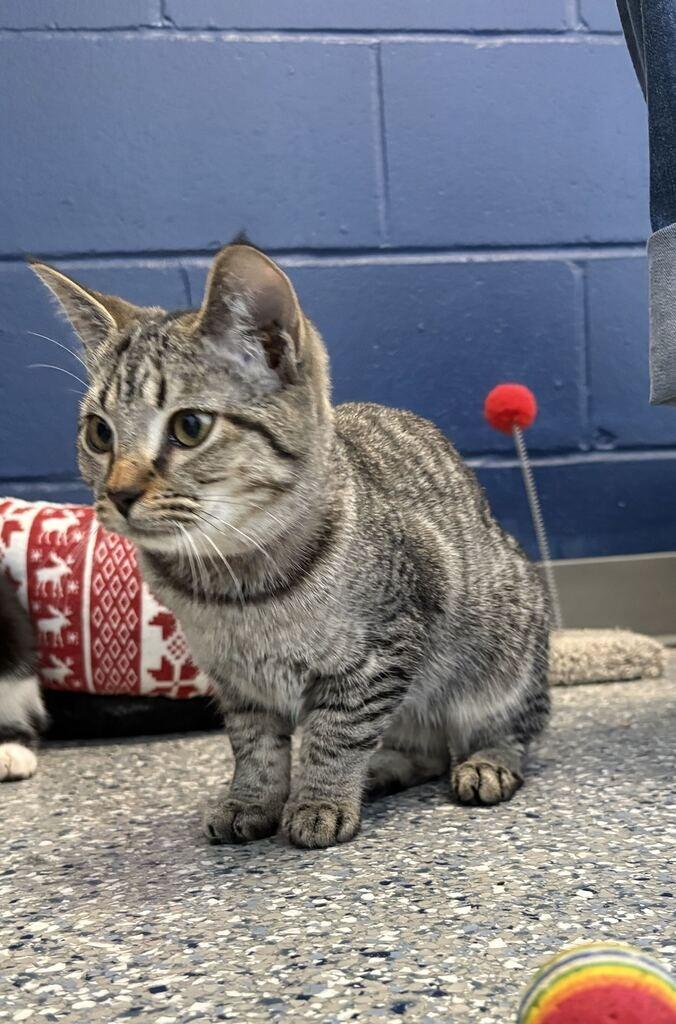 Enlarge CANDACE, a Adoptable mixed breed in Athens, AL image 3/5