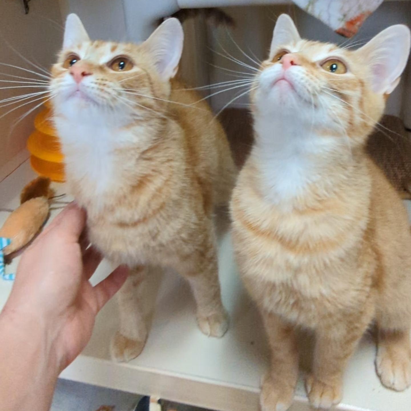 Enlarge Bellini - Mimosa's sister , an adopted Domestic Short Hair in West Jefferson, OH image 5/6