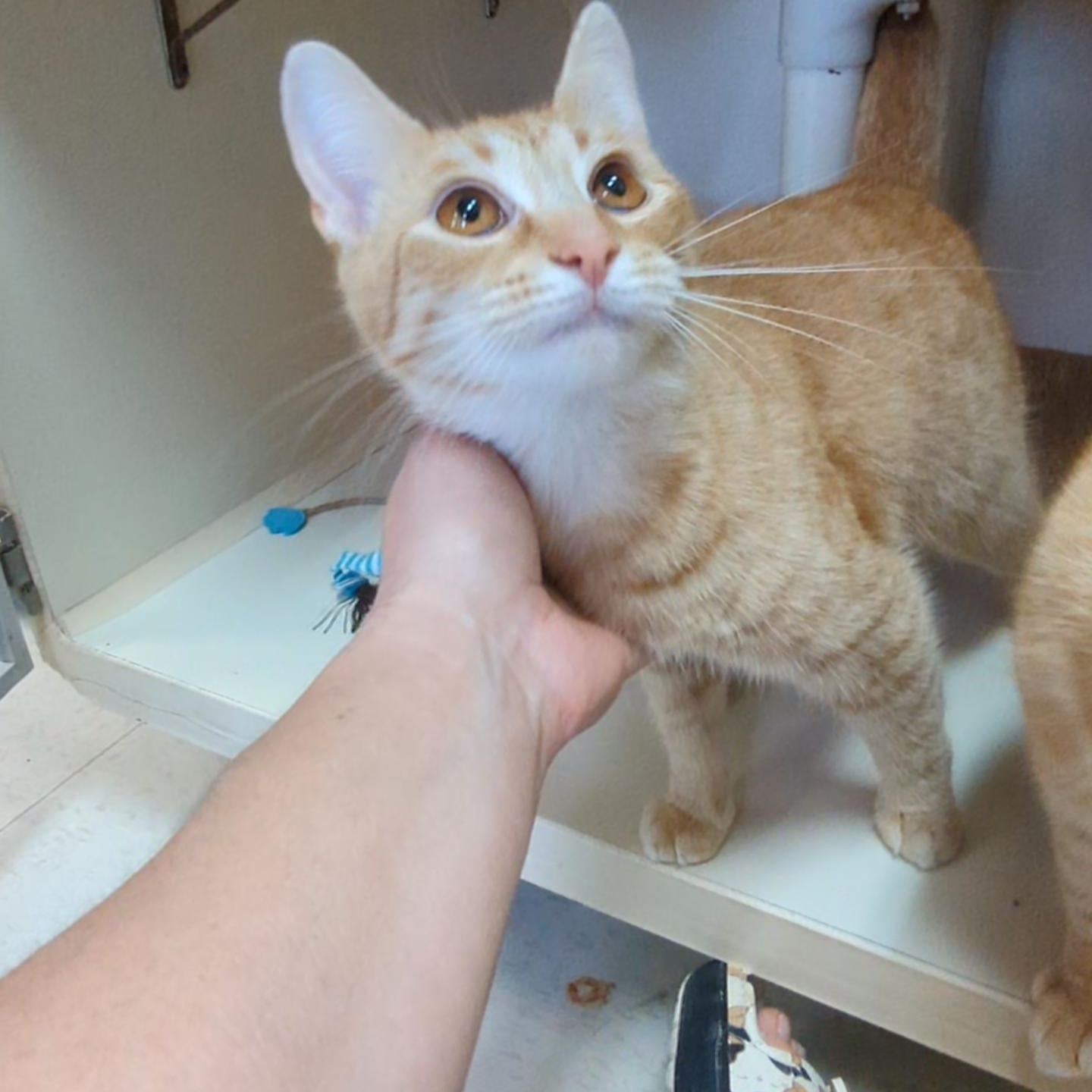 Enlarge Bellini - Mimosa's sister , an adopted Domestic Short Hair in West Jefferson, OH image 1/6