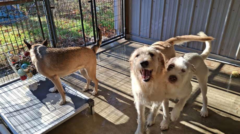 CHLOE, Adoptable, Young Female Standard Poodle & Labrador Retriever.