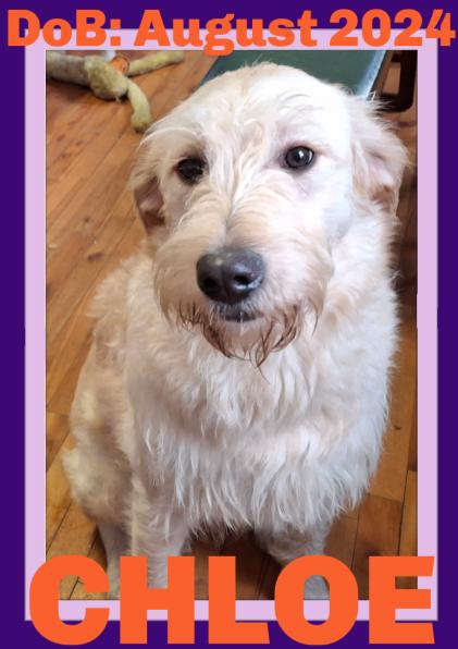 CHLOE, Adoptable, Young Female Standard Poodle & Labrador Retriever.