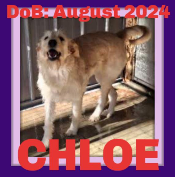 Chloe thumbnail 4