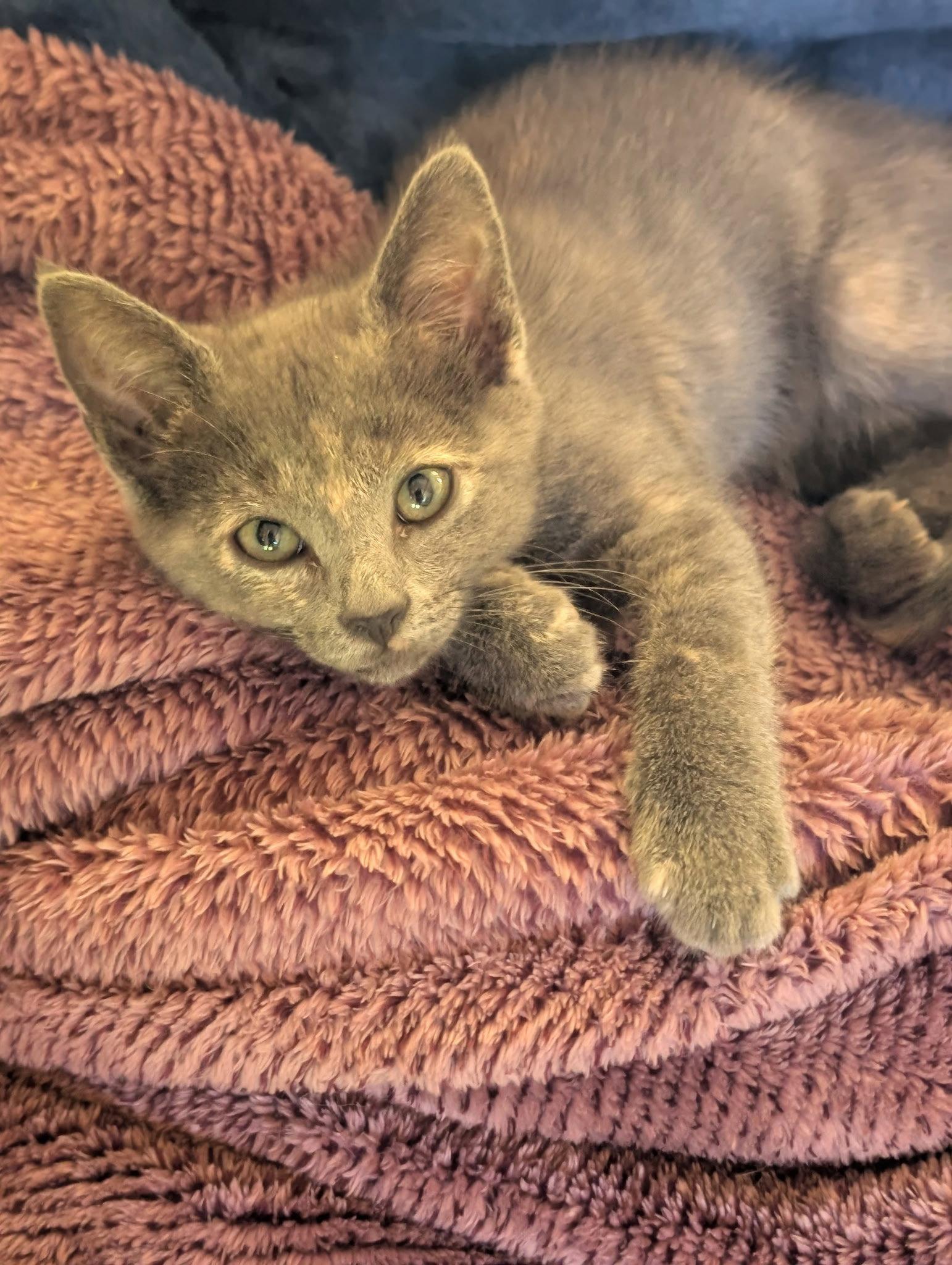 Enlarge Rosie, a Adopted Domestic Short Hair in Fort Worth, TX image 1/3
