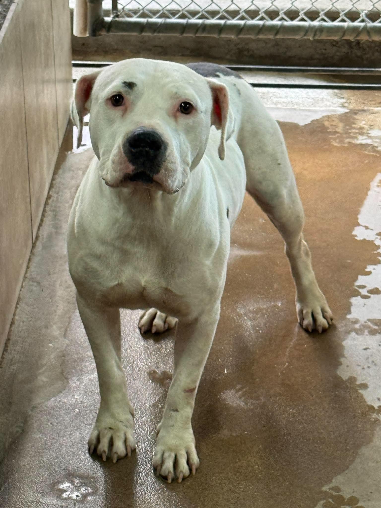 Maisey, adopted, Young Female American Staffordshire Terrier.