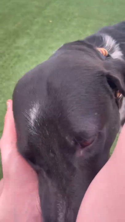 Enlarge Maisey, an adopted American Staffordshire Terrier in Phoenix, AZ video 3/3