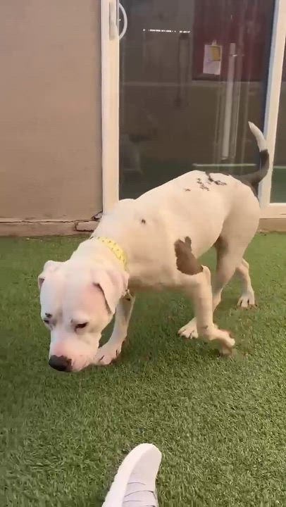 Enlarge Maisey, an adopted American Staffordshire Terrier in Phoenix, AZ video 2/3