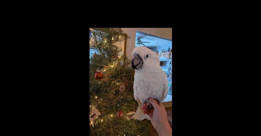 Enlarge Burd, a Adoptable Cockatoo in Pittsburgh, PA image 1/4