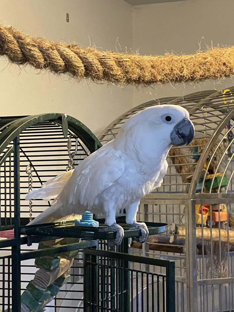 Enlarge Burd, a Adoptable Cockatoo in Pittsburgh, PA image 2/4