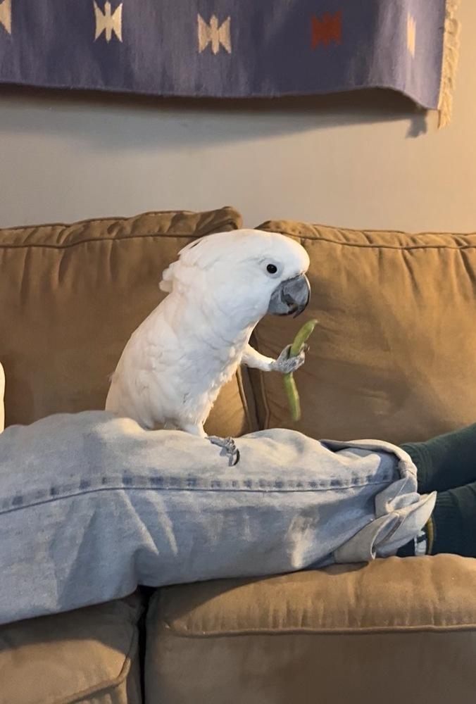 Enlarge Burd, a Adoptable Cockatoo in Pittsburgh, PA image 3/4