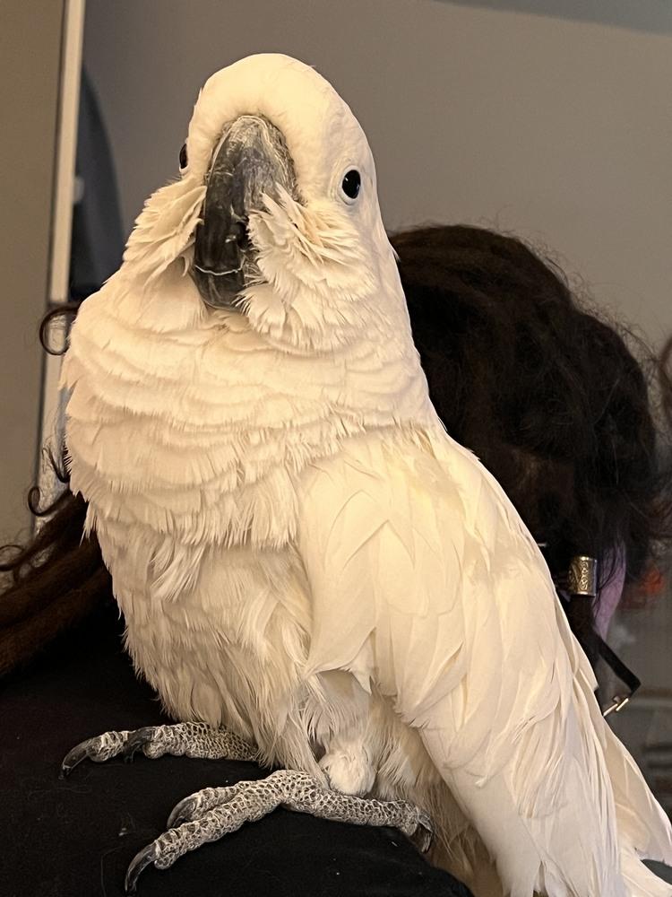 Enlarge Burd, a Adoptable Cockatoo in Pittsburgh, PA image 4/4