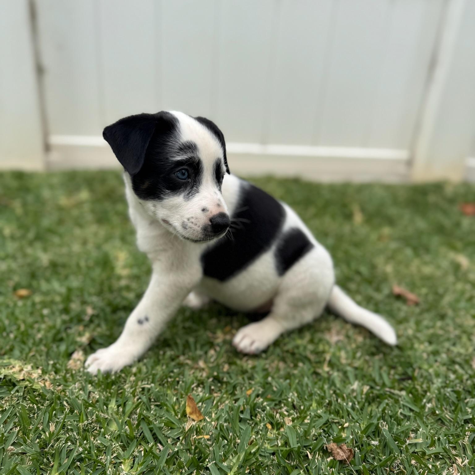Enlarge Daisy Duke, a Adopted mixed breed in Torrance, CA image 5/6
