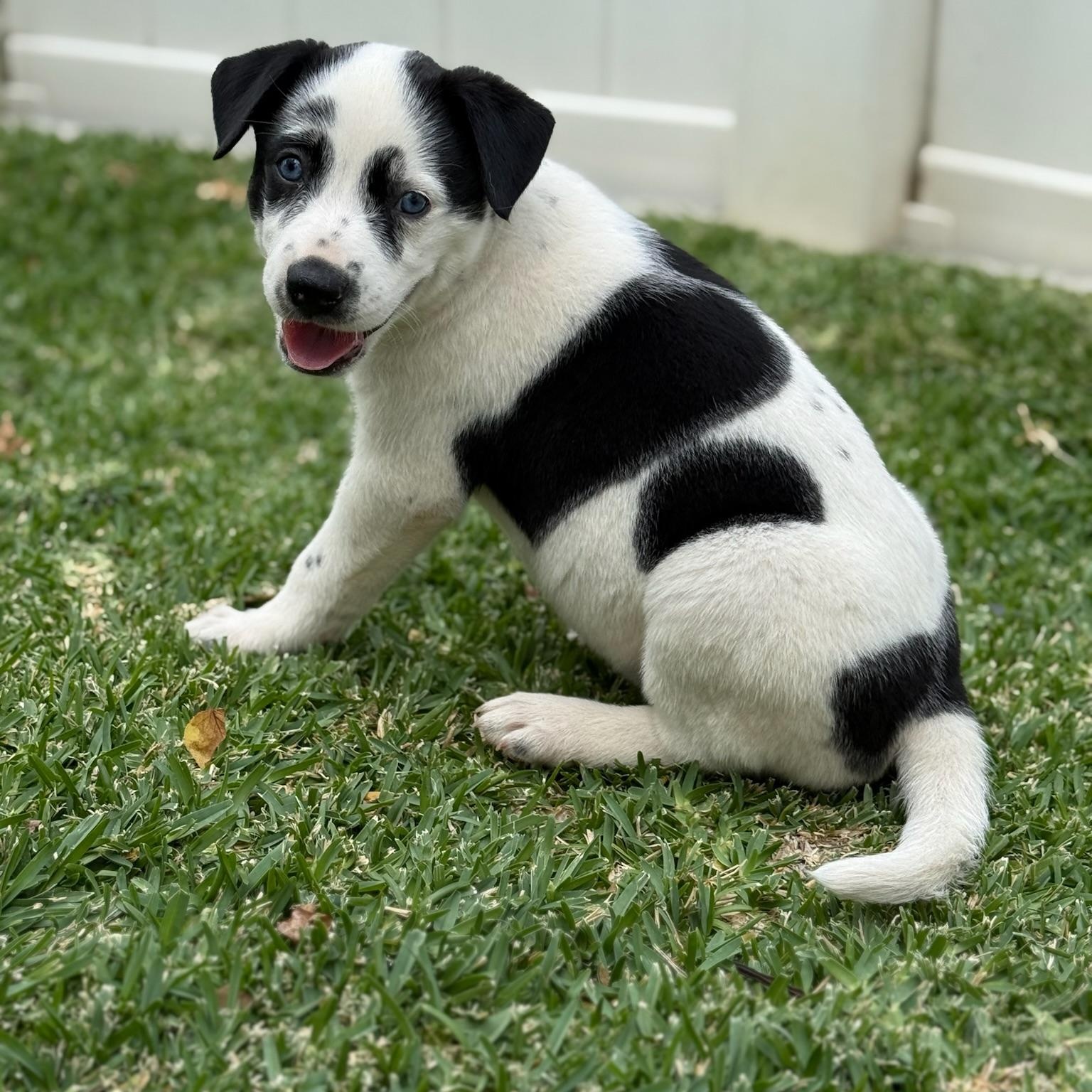 Daisy Duke, Adopted, Puppy Female Australian Cattle Dog / Blue Heeler & German Shepherd Dog.