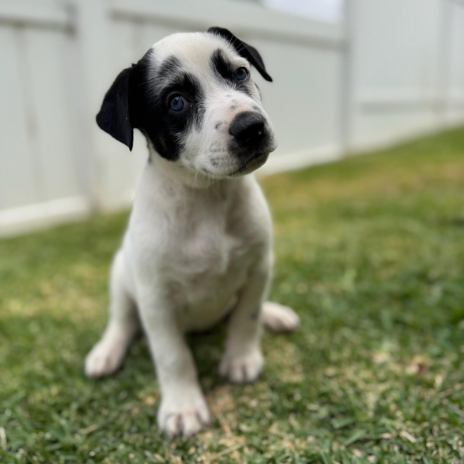 Enlarge Daisy Duke, a Adopted mixed breed in Torrance, CA image 3/6