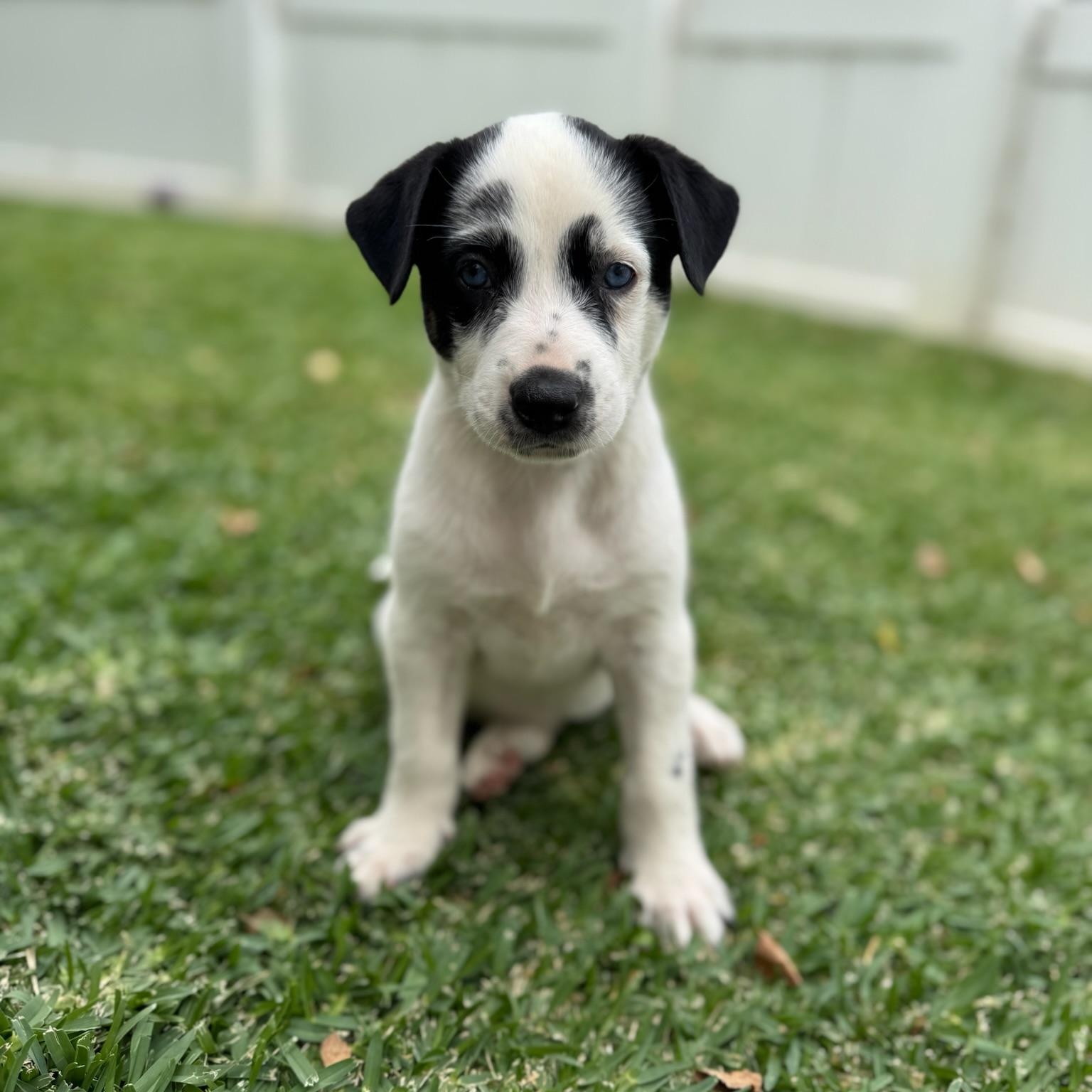 Enlarge Daisy Duke, a Adopted mixed breed in Torrance, CA image 4/6