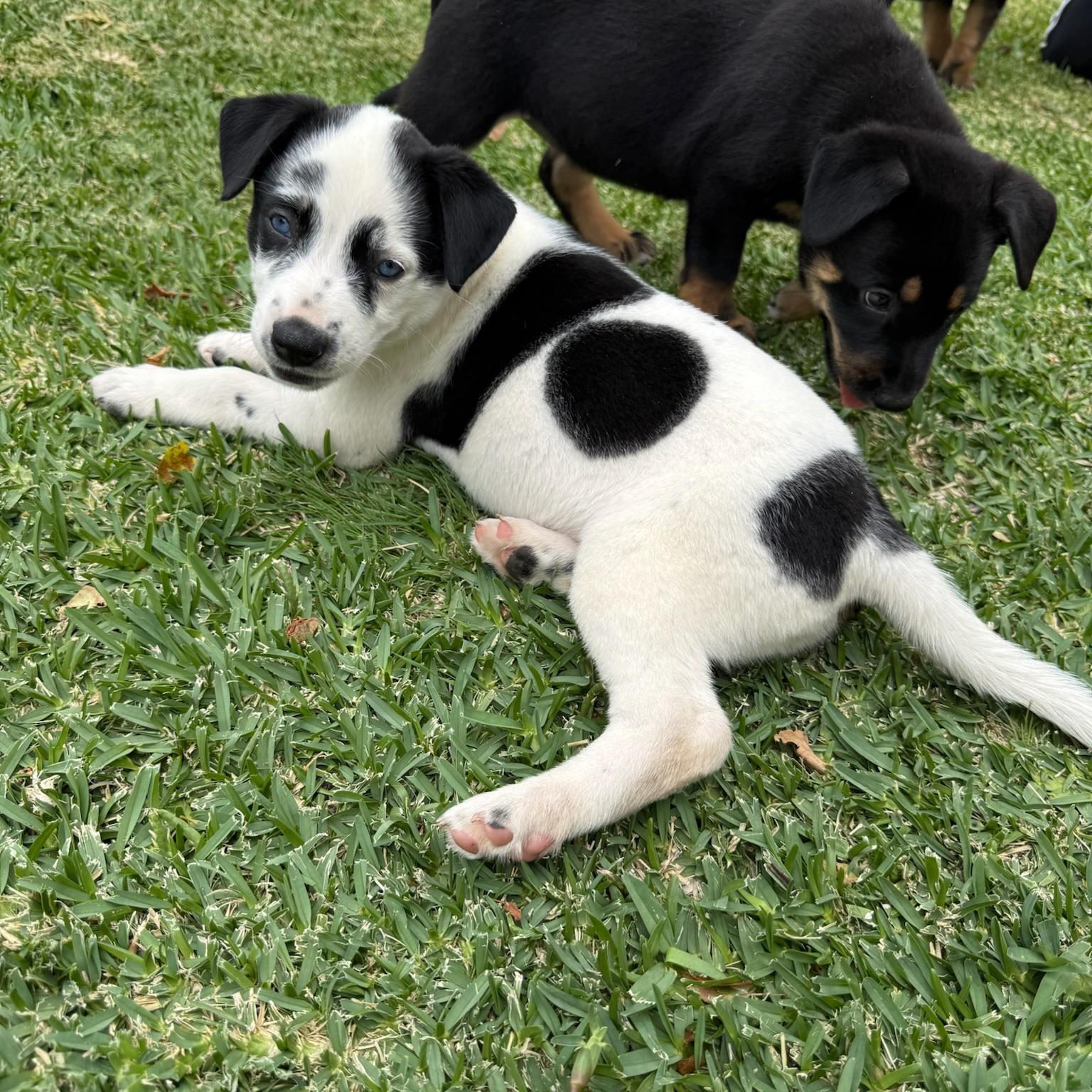 Enlarge Daisy Duke, a Adopted mixed breed in Torrance, CA image 6/6