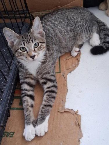 Zara - PSP Foster Home, Adoptable, Young Female Domestic Short Hair.