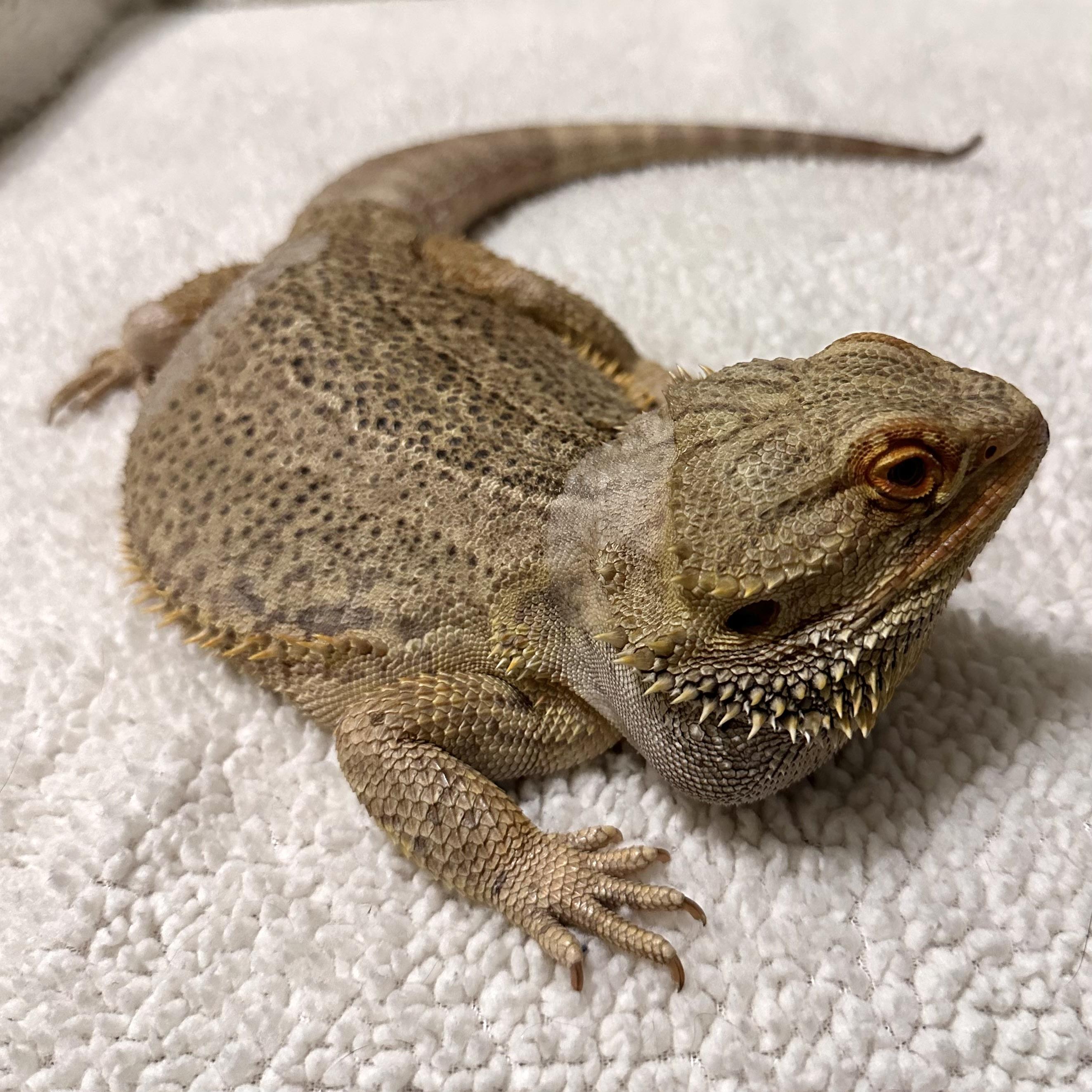 Boogie, a Adoptable Bearded Dragon image 2/6