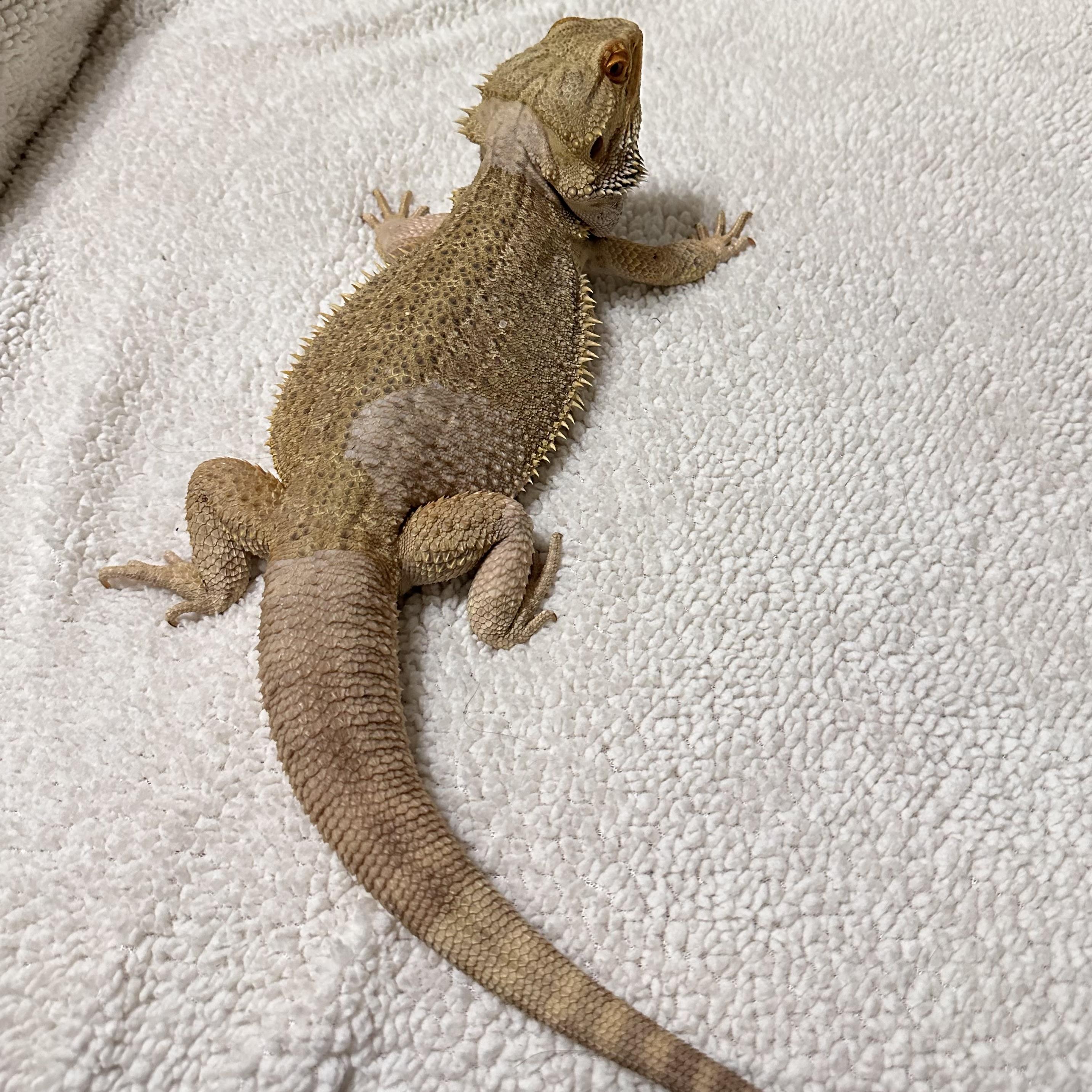 Boogie, a Adoptable Bearded Dragon image 4/6